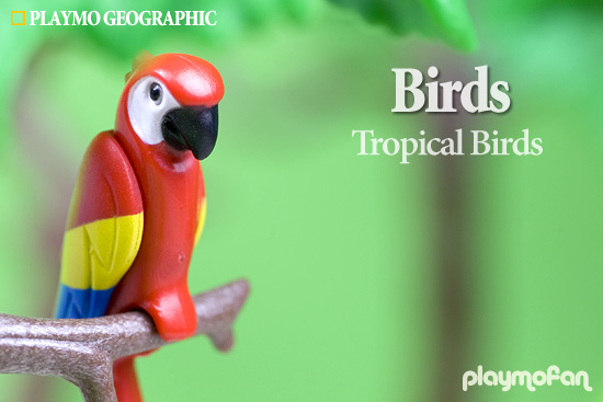 Tropical_Birds